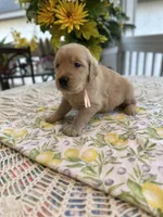 Ariel, a female Golden Retriever for sale in New Caney, TX – Photo 1 of 5