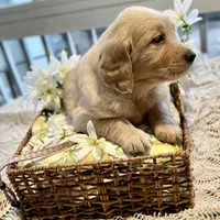 Ariel, a female Golden Retriever for sale in New Caney, TX – Photo 4 of 9