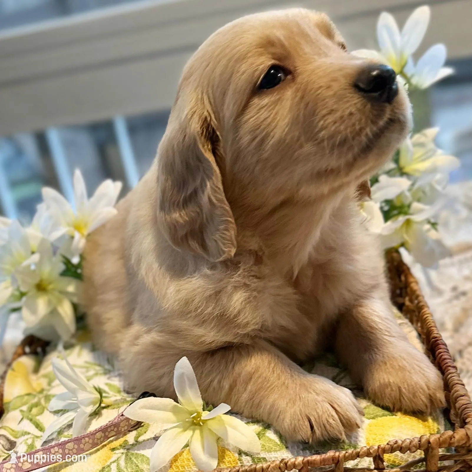 Ariel, a female Golden Retriever for sale in New Caney, TX – Photo 2 of 9