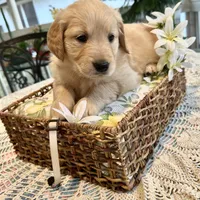 Ariel, a female Golden Retriever for sale in New Caney, TX – Photo 7 of 9