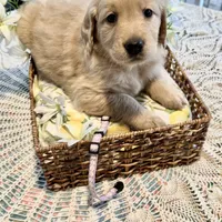 Ariel, a female Golden Retriever for sale in New Caney, TX – Photo 8 of 9