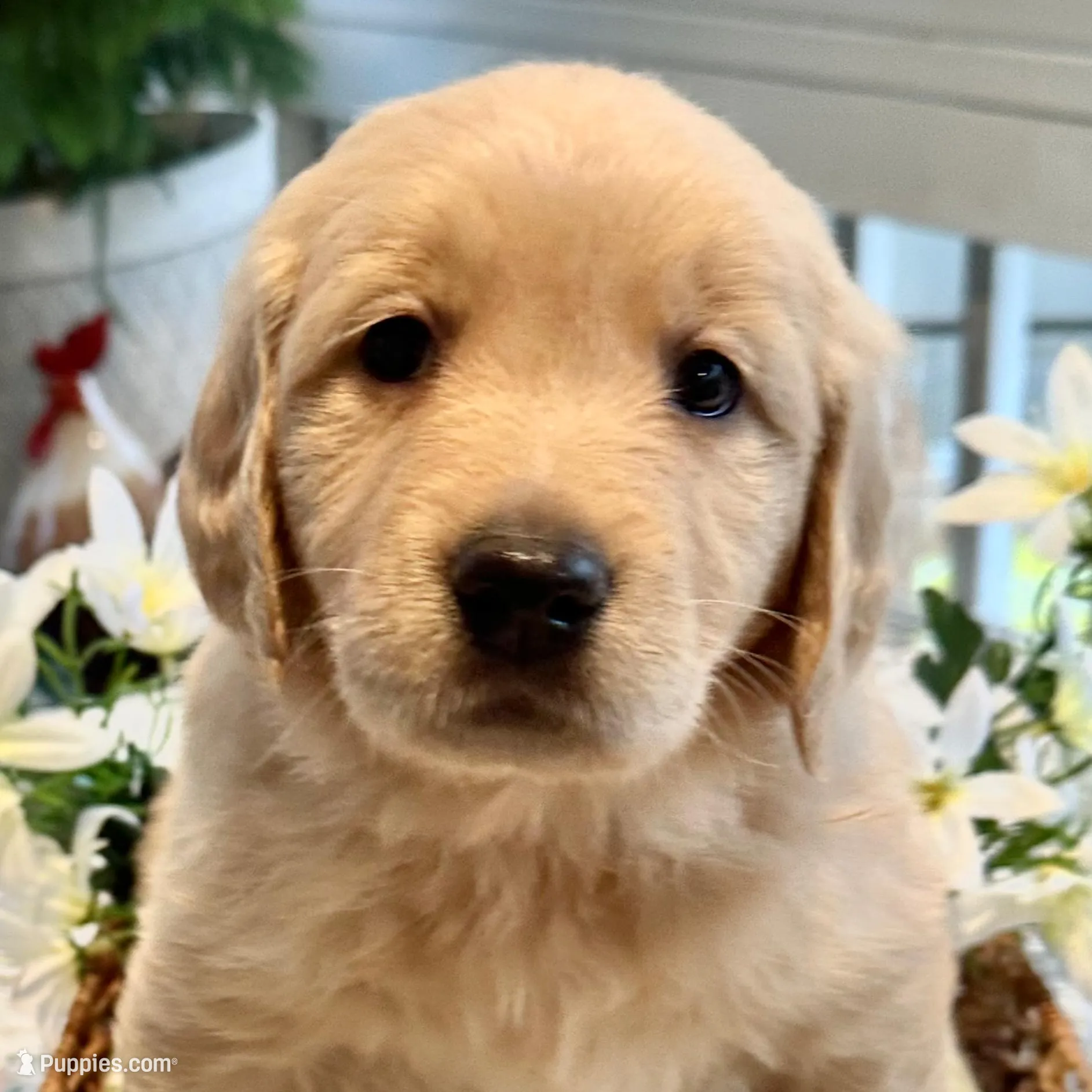 Ariel, a female Golden Retriever for sale in New Caney, TX – Photo 6 of 9