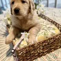 Ariel, a female Golden Retriever for sale in New Caney, TX – Photo 3 of 9