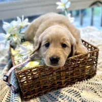 Ariel, a female Golden Retriever for sale in New Caney, TX – Photo 1 of 9