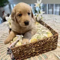 Ariel, a female Golden Retriever for sale in New Caney, TX – Photo 5 of 9