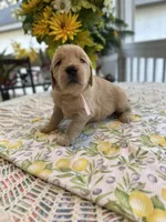 Ariel, a female Golden Retriever for sale in New Caney, TX – Photo 2 of 5