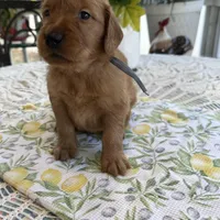 Timmy, a male Golden Retriever for sale in New Caney, TX – Photo 6 of 6