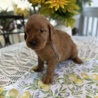 Timmy, a male Golden Retriever for sale in New Caney, TX – Photo 4 of 6