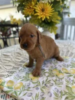 Timmy, a male Golden Retriever for sale in New Caney, TX – Photo 4 of 6