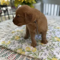Timmy, a male Golden Retriever for sale in New Caney, TX – Photo 5 of 6