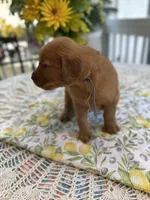 Timmy, a male Golden Retriever for sale in New Caney, TX – Photo 5 of 6