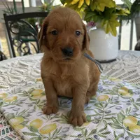 Timmy, a male Golden Retriever for sale in New Caney, TX – Photo 3 of 6