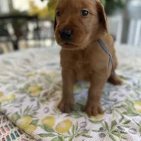 Timmy, a male Golden Retriever for sale in New Caney, TX – Photo 2 of 6