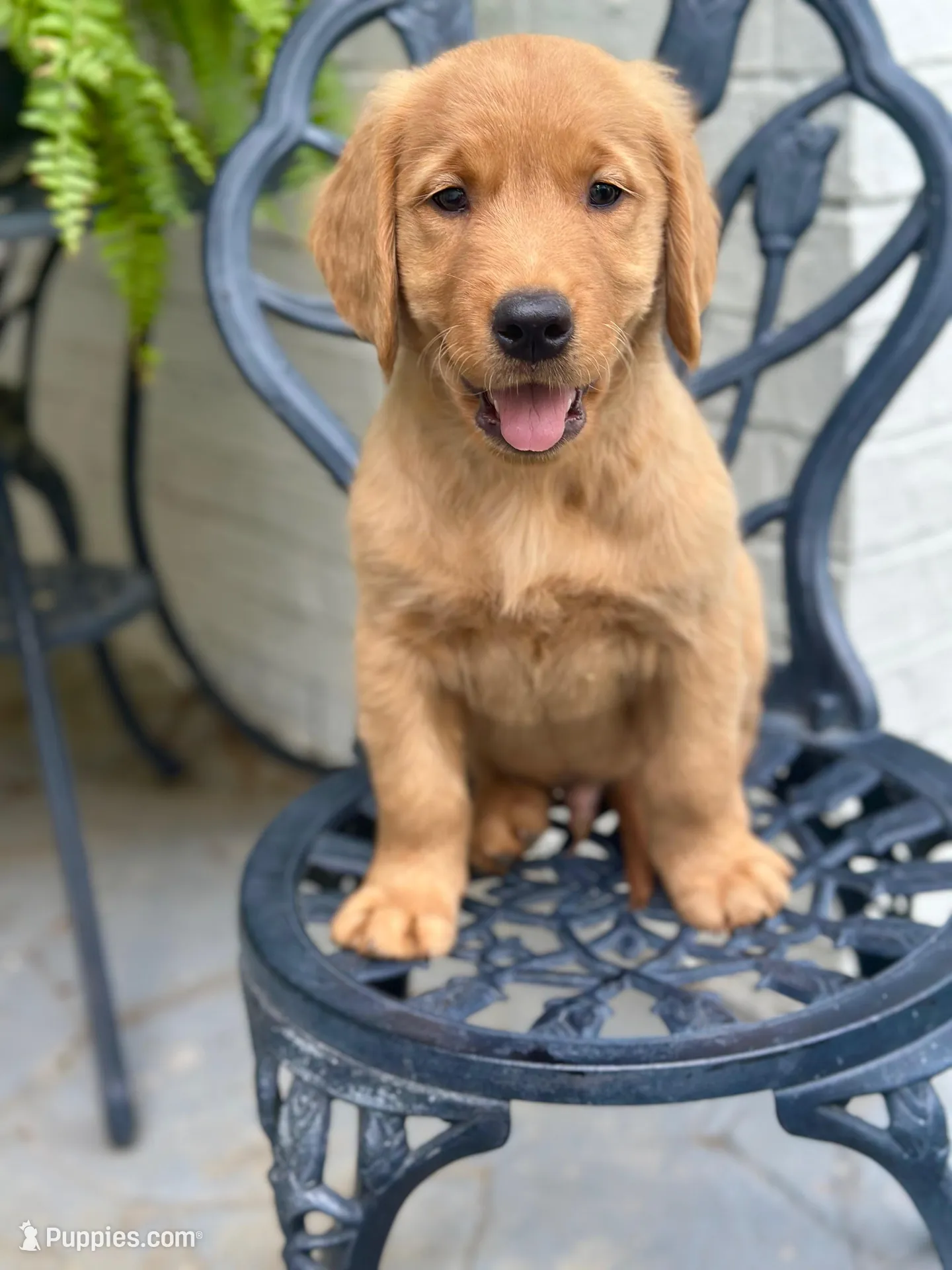 Chico – Golden Retriever puppy for sale in New Caney, TX