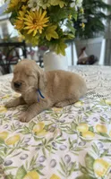 Angus, a male Golden Retriever for sale in New Caney, TX – Photo 2 of 5