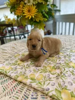 Angus, a male Golden Retriever for sale in New Caney, TX – Photo 4 of 5
