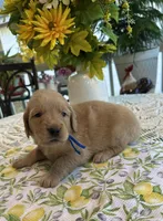 Angus, a male Golden Retriever for sale in New Caney, TX – Photo 3 of 5