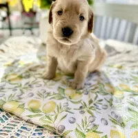 Blondie, a female Golden Retriever for sale in New Caney, TX – Photo 6 of 6