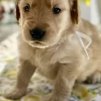 Blondie, a female Golden Retriever for sale in New Caney, TX – Photo 1 of 6