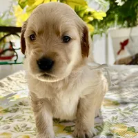 Blondie, a female Golden Retriever for sale in New Caney, TX – Photo 2 of 6