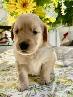 Blondie, a female Golden Retriever for sale in New Caney, TX – Photo 2 of 6