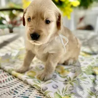 Blondie, a female Golden Retriever for sale in New Caney, TX – Photo 5 of 6