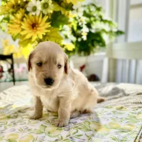 Blondie, a female Golden Retriever for sale in New Caney, TX – Photo 4 of 6