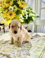 Blondie, a female Golden Retriever for sale in New Caney, TX – Photo 4 of 6