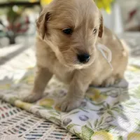 Blondie, a female Golden Retriever for sale in New Caney, TX – Photo 3 of 6