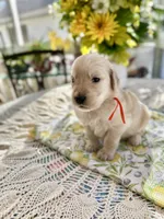 Boone, a male Golden Retriever for sale in New Caney, TX – Photo 4 of 5