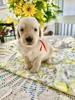 Boone, a male Golden Retriever for sale in New Caney, TX – Photo 5 of 5