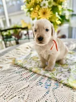 Boone, a male Golden Retriever for sale in New Caney, TX – Photo 2 of 5
