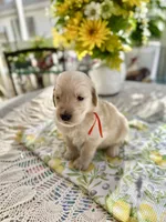 Boone, a male Golden Retriever for sale in New Caney, TX – Photo 3 of 5