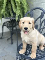 Dakota, a male Golden Retriever for sale in New Caney, TX – Photo 8 of 10