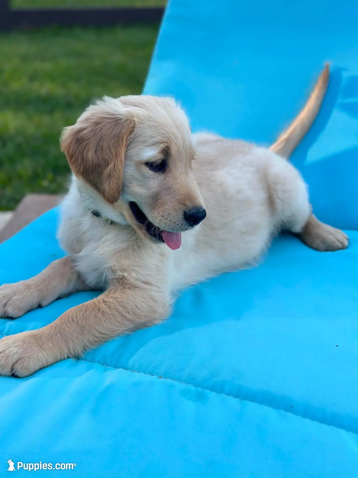 Dakota – Golden Retriever puppy for sale in New Caney, TX