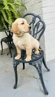 Dakota, a male Golden Retriever for sale in New Caney, TX – Photo 10 of 10