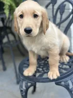 Dakota, a male Golden Retriever for sale in New Caney, TX – Photo 7 of 10