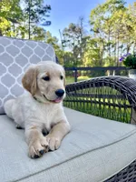 Dakota, a male Golden Retriever for sale in New Caney, TX – Photo 4 of 10