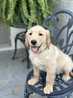 Dakota, a male Golden Retriever for sale in New Caney, TX – Photo 5 of 10