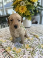 Dakota, a female Golden Retriever for sale in New Caney, TX – Photo 4 of 5