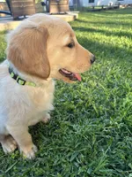 Dakota, a male Golden Retriever for sale in New Caney, TX – Photo 3 of 10