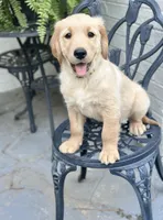 Dakota, a male Golden Retriever for sale in New Caney, TX – Photo 6 of 10