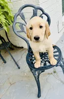 Dakota, a male Golden Retriever for sale in New Caney, TX – Photo 9 of 10