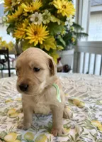 Dakota, a female Golden Retriever for sale in New Caney, TX – Photo 3 of 5