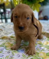 Bandit, a male Golden Retriever for sale in New Caney, TX – Photo 1 of 5
