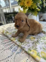 Bandit, a male Golden Retriever for sale in New Caney, TX – Photo 5 of 5