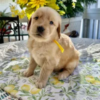 Daisy, a female Golden Retriever for sale in New Caney, TX – Photo 4 of 4