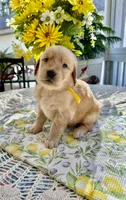 Daisy, a female Golden Retriever for sale in New Caney, TX – Photo 4 of 4