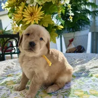 Daisy, a female Golden Retriever for sale in New Caney, TX – Photo 2 of 4