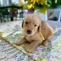 Daisy, a female Golden Retriever for sale in New Caney, TX – Photo 1 of 4